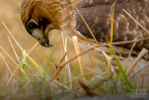 Red-Tailed Hawk