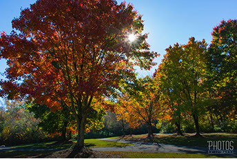 Fall