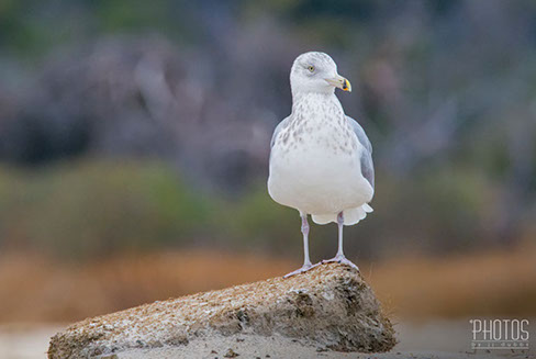 Chincoteague Island National Wildlife Refuge, Ring-Billed Gull