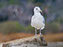 Ring-Billed Gull