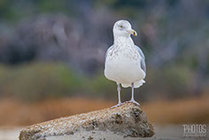 Laughing Gull