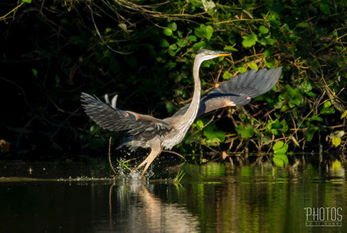 Great Blue Heron