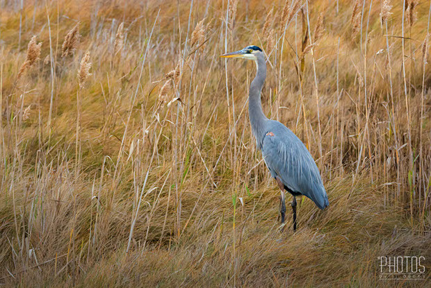 Chincoteague Island National Wildlife Refuge, Great Blue Heron