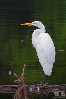 Great Egret