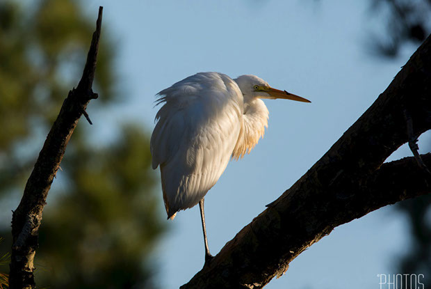Great Egret