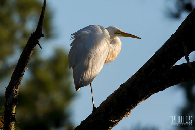 Chincoteague Island National Wildlife Refuge, Great Egret