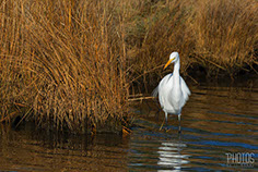 Great Egret
