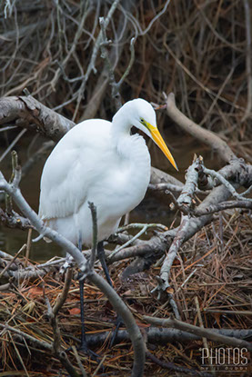 Chincoteague Island National Wildlife Refuge, Great Egret
