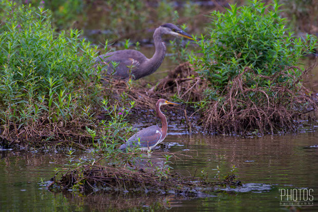 Tricolored Heron