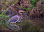 Tricolored Heron