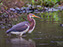 Tricolored Heron