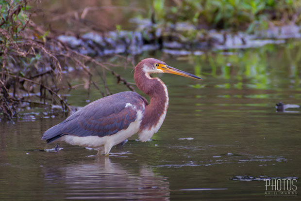 Tricolored Heron
