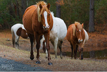 Chincoteague Island National Wildlife Refuge, Wild Pony