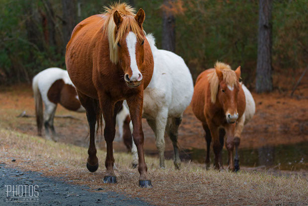 Chincoteague Wild Ponies