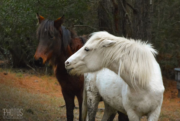 Chincoteague Wild Ponies