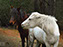 Chincoteague Wild Ponies
