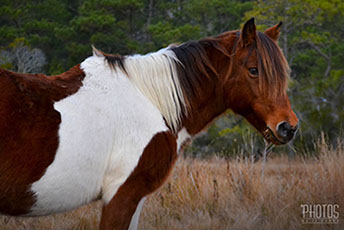 Chincoteague Island National Wildlife Refuge, Wild Pony