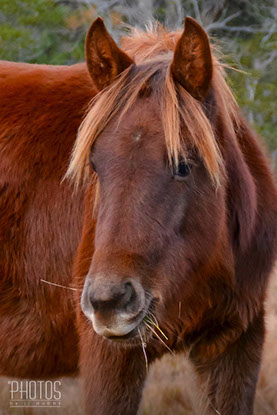 Chincoteague Wild Ponies