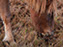 Chincoteague Wild Ponies