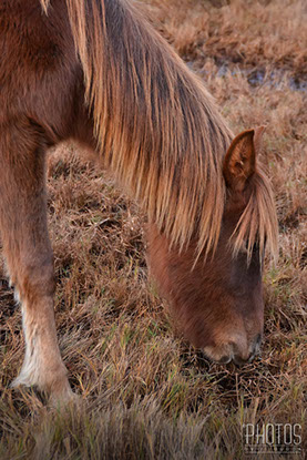 Chincoteague Wild Ponies