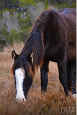 Chincoteague Island National Wildlife Refuge, Wild Pony