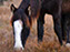 Chincoteague Wild Ponies