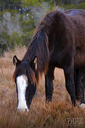 Chincoteague Wild Ponies