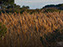 Chincoteague Island National Wildlife Refuge
