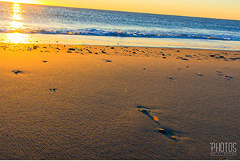 Chincoteague Island National Wildlife Refuge