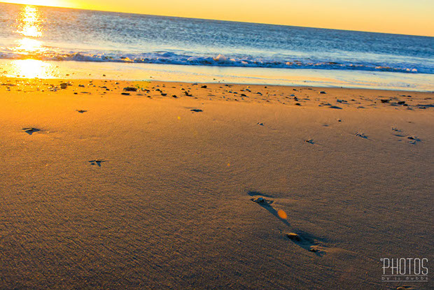 Chincoteague Island National Wildlife Refuge