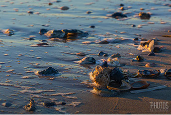 Chincoteague Island National Wildlife Refuge