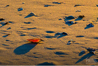 Chincoteague Island National Wildlife Refuge