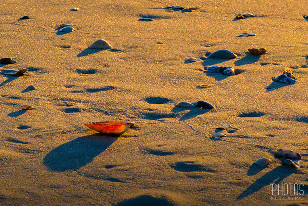 Chincoteague Island National Wildlife Refuge