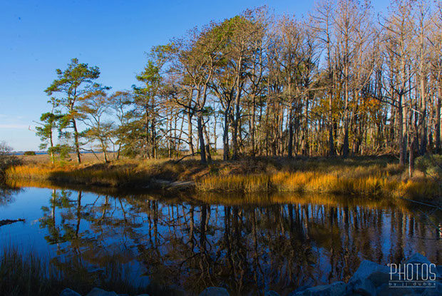 Chincoteague Island National Wildlife Refuge