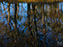 Chincoteague Island National Wildlife Refuge