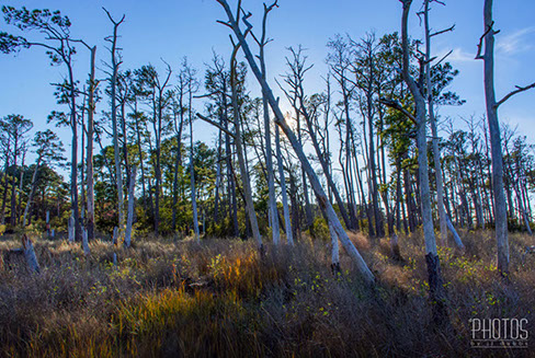 Chincoteague Island National Wildlife Refuge
