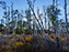 Chincoteague Island National Wildlife Refuge