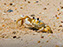 Cape Henlopen State Park, Fiddler Crab