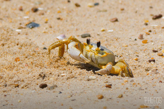 Cape Henlopen State Park, Fiddler Crab
