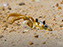 Cape Henlopen State Park, Fiddler Crab