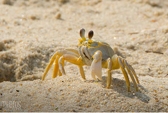 Cape Henlopen State Park, Fiddler Crab