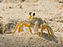 Cape Henlopen State Park, Fiddler Crab