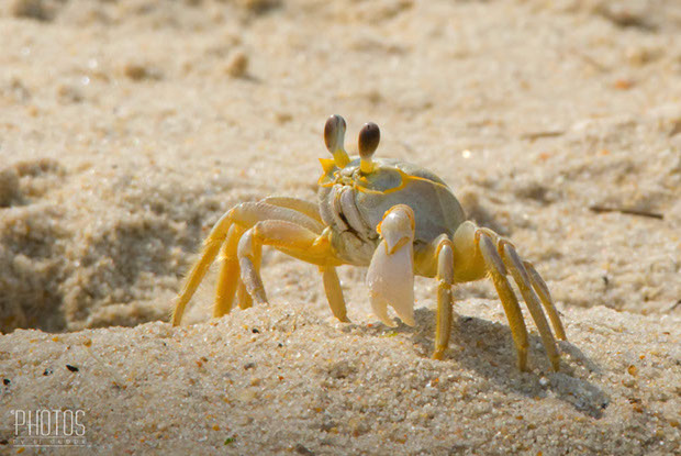 Cape Henlopen State Park, Fiddler Crab