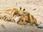 Cape Henlopen State Park, Fiddler Crab