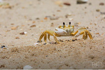 Cape Henlopen State Park, Fiddler Crab
