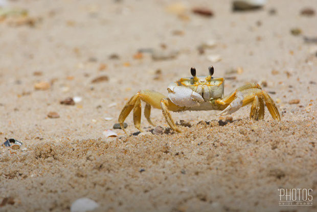 Cape Henlopen State Park, Fiddler Crab