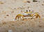 Cape Henlopen State Park, Fiddler Crab