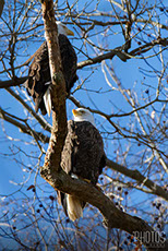 Bald Eagles