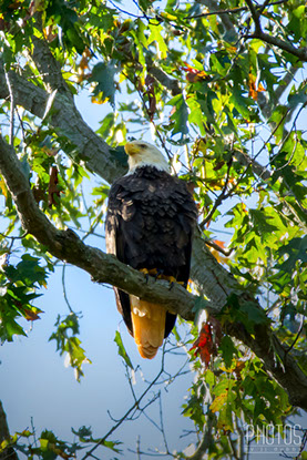 Bald Eagle