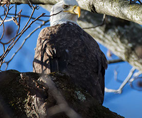 Bald Eagle